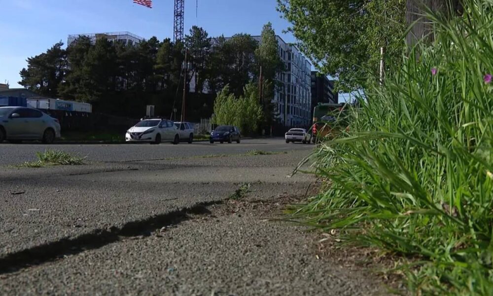 Low-angle street scene with cars driving on a paved road and tall green grass growing along the right edge, city buildings in the background.