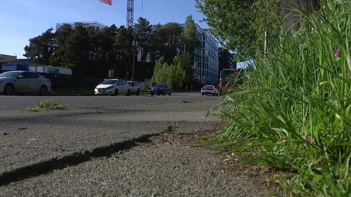 Low-angle street scene with cars driving on a paved road and tall green grass growing along the right edge, city buildings in the background.