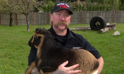 Firefighter in a dark uniform holding a brown and black goat in a grassy yard with a wooden fence behind him.