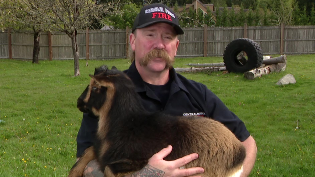Firefighter in a dark uniform holding a brown and black goat in a grassy yard with a wooden fence behind him.