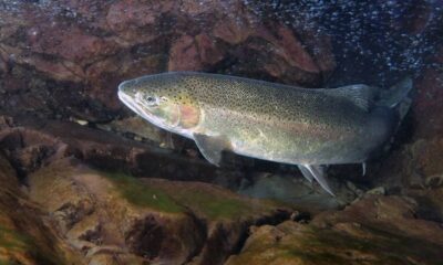A large silver salmon swimming through a rocky underwater crevice in clear water, pinkish gill area visible on its side.