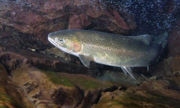 A large silver salmon swimming through a rocky underwater crevice in clear water, pinkish gill area visible on its side.