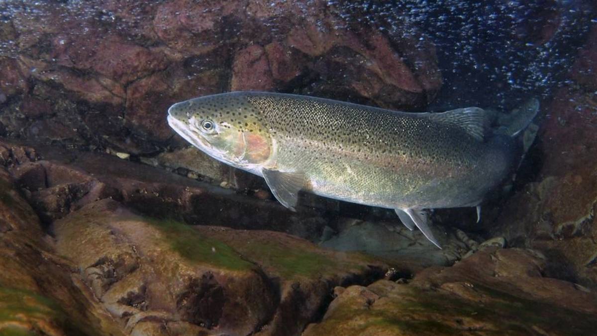 A large silver salmon swimming through a rocky underwater crevice in clear water, pinkish gill area visible on its side.