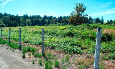 Open green field with a row of weathered wooden fence posts along a dirt road under a bright blue sky, distant trees in the background.