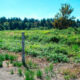 Open green field with a row of weathered wooden fence posts along a dirt road under a bright blue sky, distant trees in the background.