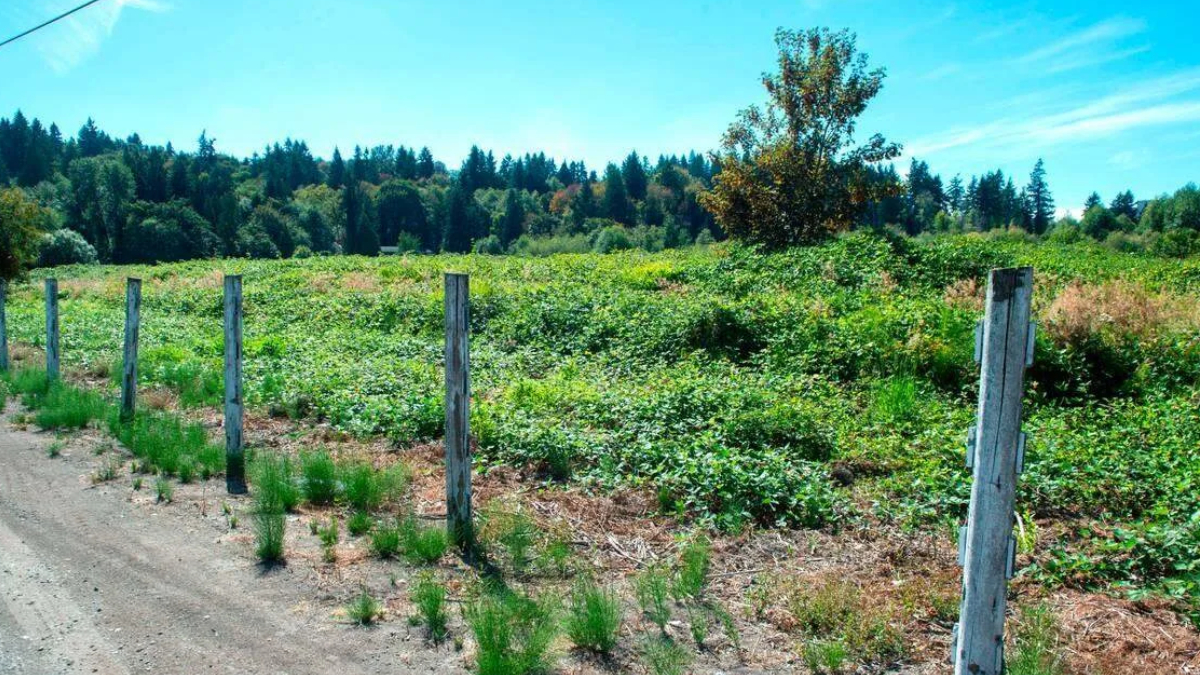 Open green field with a row of weathered wooden fence posts along a dirt road under a bright blue sky, distant trees in the background.