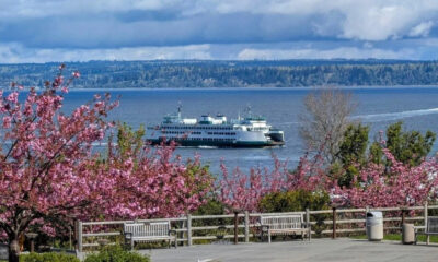 Ferry boat crossing a blue body of water framed by pink flowering trees and a park railing in the foreground.
