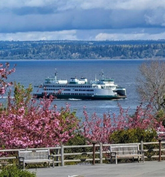 Ferry boat crossing a blue body of water framed by pink flowering trees and a park railing in the foreground.
