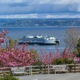 Ferry boat crossing a blue body of water framed by pink flowering trees and a park railing in the foreground.