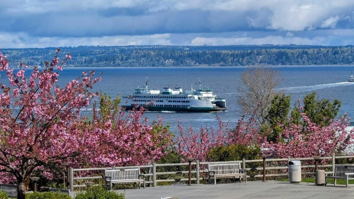 Ferry boat crossing a blue body of water framed by pink flowering trees and a park railing in the foreground.