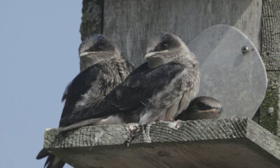 Three juvenile seabirds perched on a weathered wooden nesting platform against a blue sky and a metal plate nearby.