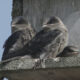 Three juvenile seabirds perched on a weathered wooden nesting platform against a blue sky and a metal plate nearby.