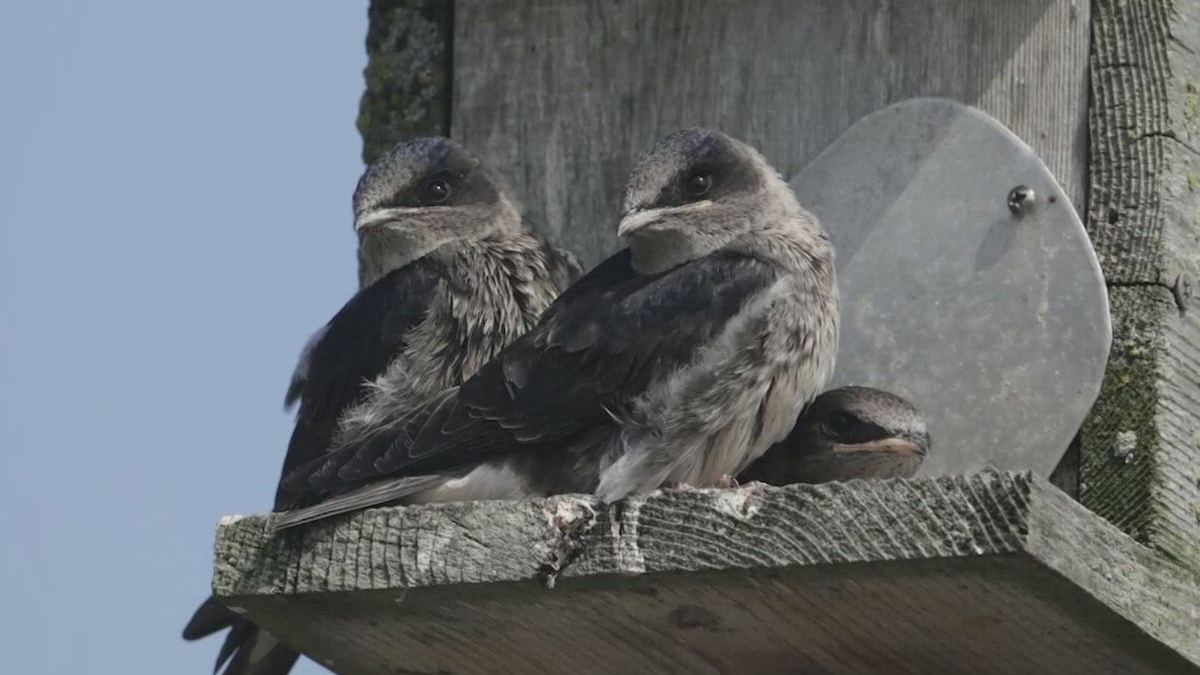 Three juvenile seabirds perched on a weathered wooden nesting platform against a blue sky and a metal plate nearby.