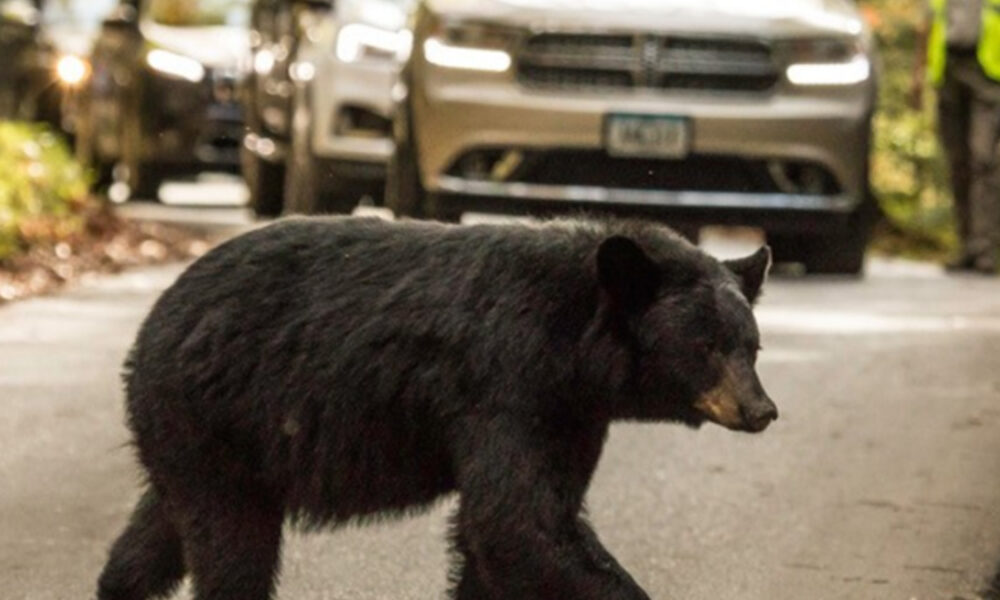 Black bear crossing a paved road with cars in the background, mid-stride.