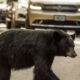 Black bear crossing a paved road with cars in the background, mid-stride.