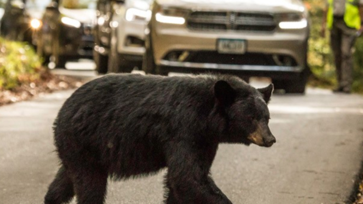 Black bear crossing a paved road with cars in the background, mid-stride.