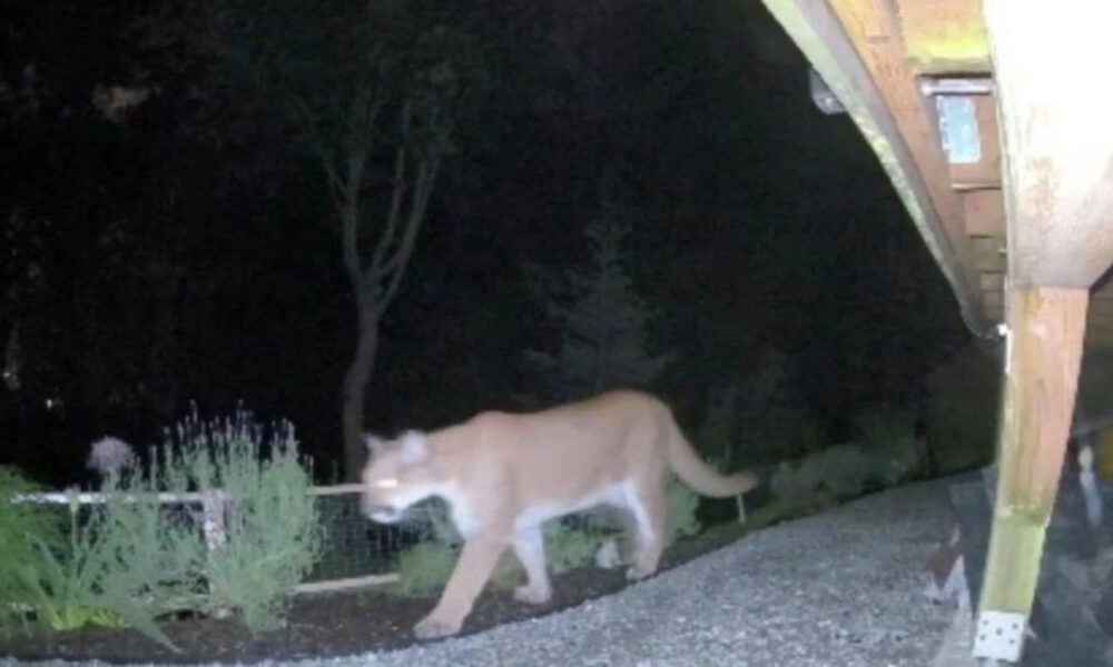 Cougar walking along a gravel path at night beside a wooden deck and plants in the yard.