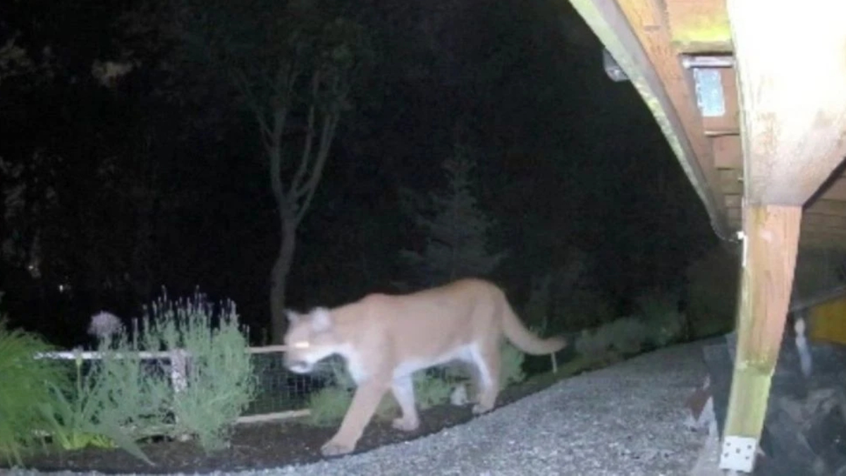 Cougar walking along a gravel path at night beside a wooden deck and plants in the yard.