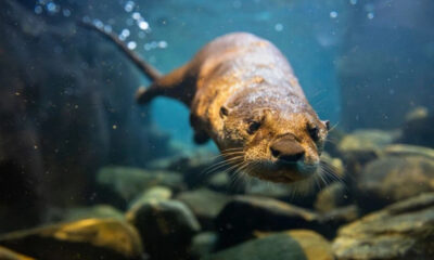 Close-up underwater shot of a platypus facing the camera, swimming toward the viewer with rocks visible in the background.