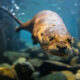 Close-up underwater shot of a platypus facing the camera, swimming toward the viewer with rocks visible in the background.
