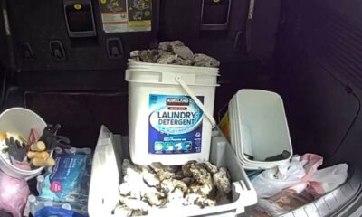 Trunk loaded with clutter: a white pail labeled Laundry Detergent, a tub filled with rocks, and assorted bags and gloves