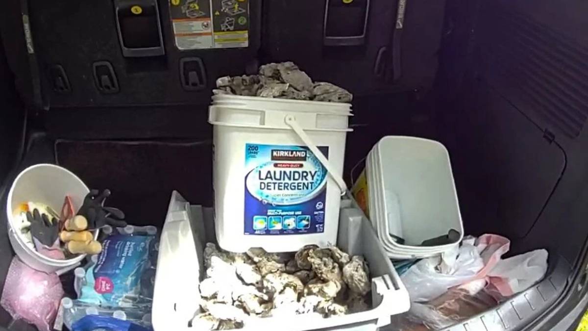 Trunk loaded with clutter: a white pail labeled Laundry Detergent, a tub filled with rocks, and assorted bags and gloves