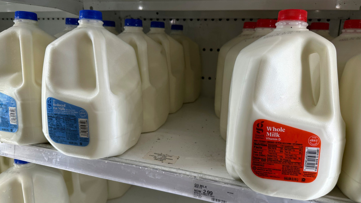 Gallon jugs of white milk with blue and red caps on a store shelf, label colors indicating fat type (blue for reduced-fat, red for whole milk).