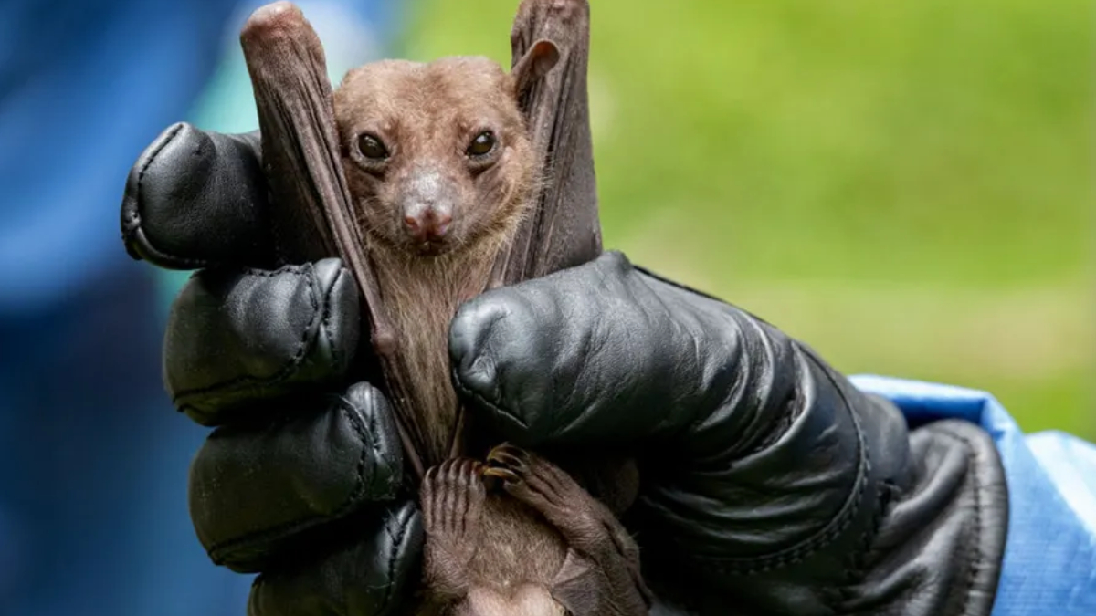 Small brown bat being gently held in protective gloved hands, wings folded