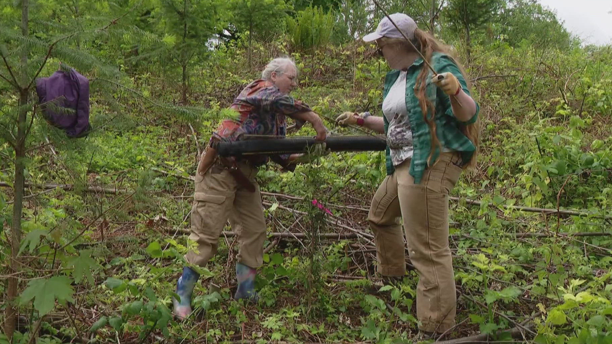 Two people in a wooded, overgrown area lift a long black pipe between them, wearing gloves and work clothes.