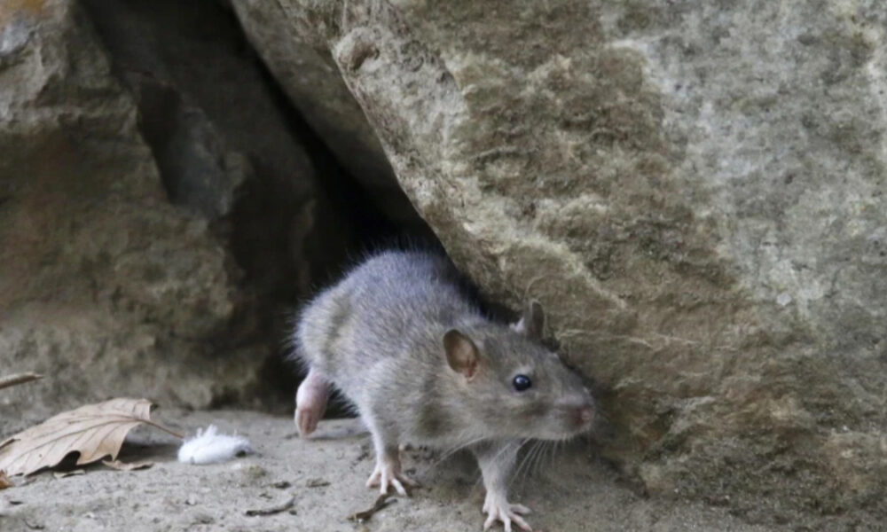 Small gray mouse emerging from a rock crevice onto a dirt floor with a dried leaf nearby.
