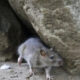 Small gray mouse emerging from a rock crevice onto a dirt floor with a dried leaf nearby.