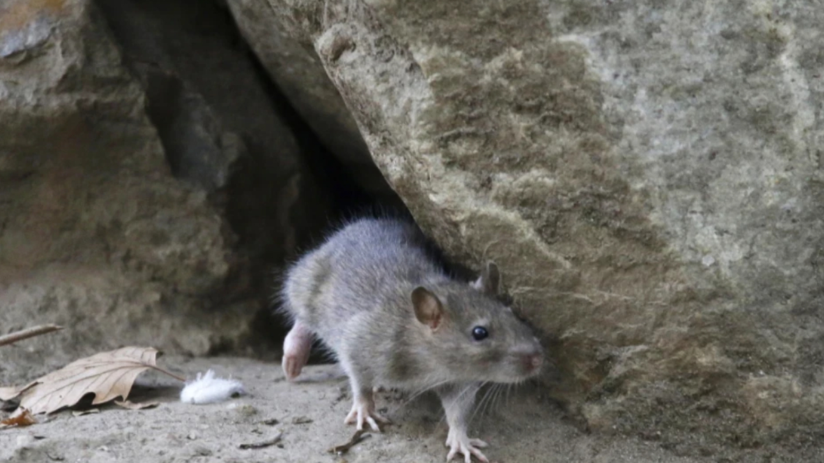 Small gray mouse emerging from a rock crevice onto a dirt floor with a dried leaf nearby.