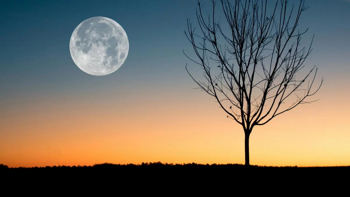 Full moon rising over a silhouette of a bare tree at sunset, blue sky fading to orange on the horizon.