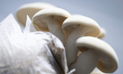 Cluster of white mushrooms growing on a rock against a light blue background.
