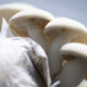 Cluster of white mushrooms growing on a rock against a light blue background.