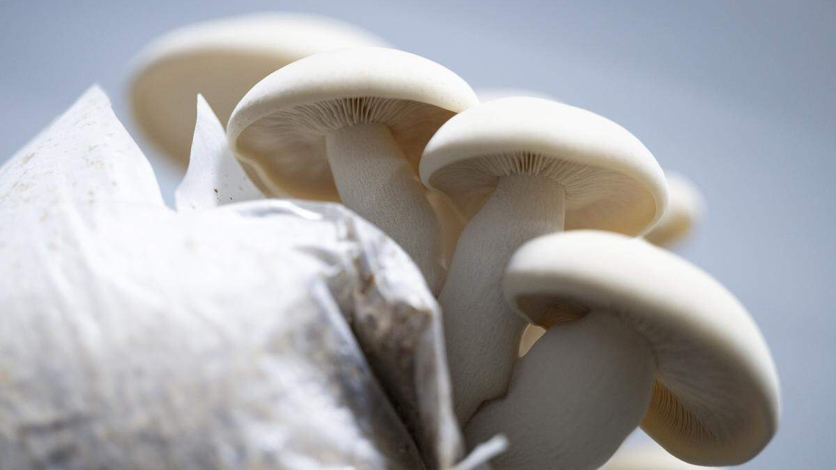 Cluster of white mushrooms growing on a rock against a light blue background.