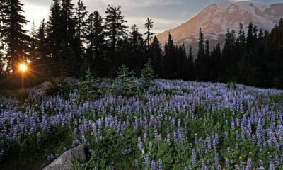 Sun peeking through a pine forest onto a meadow of purple lupine with a snow-capped mountain in the distance at sunset/sunrise.