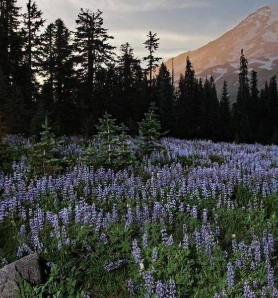 Sun peeking through a pine forest onto a meadow of purple lupine with a snow-capped mountain in the distance at sunset/sunrise.