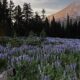 Sun peeking through a pine forest onto a meadow of purple lupine with a snow-capped mountain in the distance at sunset/sunrise.