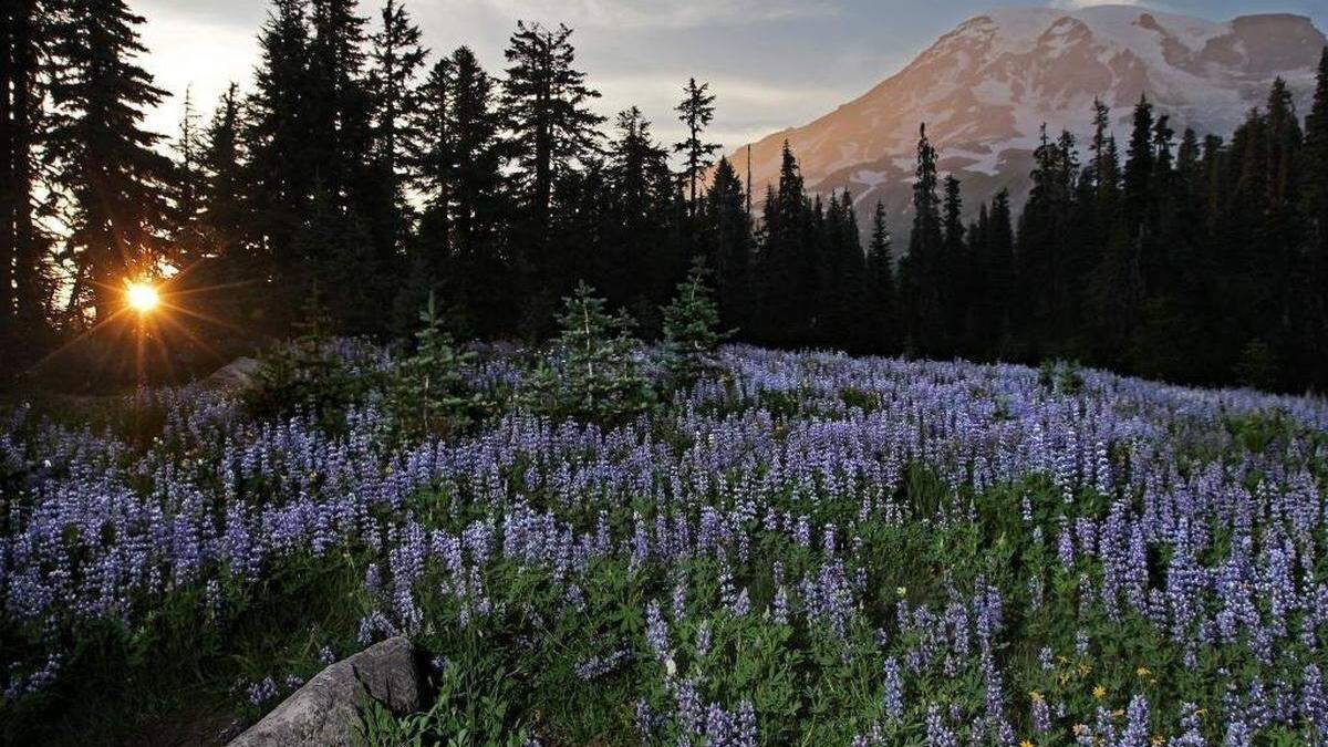 Sun peeking through a pine forest onto a meadow of purple lupine with a snow-capped mountain in the distance at sunset/sunrise.