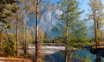 Autumn forest along a calm river, slender birch trees with golden leaves, rocky shoreline and distant mountains.