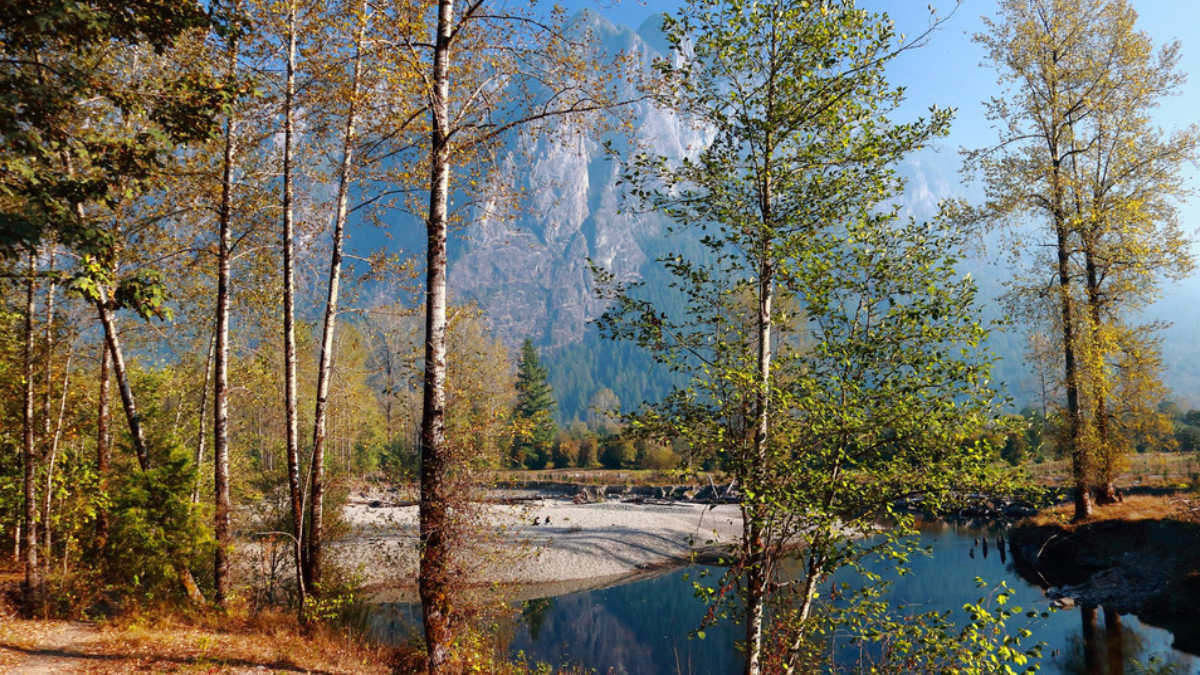 Autumn forest along a calm river, slender birch trees with golden leaves, rocky shoreline and distant mountains.