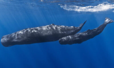 Two blue whales swimming together underwater: an adult and a calf in the clear blue ocean ground.