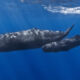 Two blue whales swimming together underwater: an adult and a calf in the clear blue ocean ground.