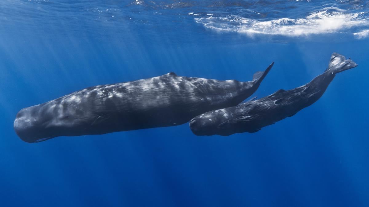 Two blue whales swimming together underwater: an adult and a calf in the clear blue ocean ground.