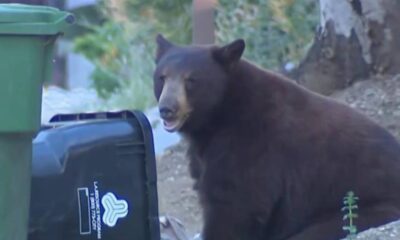 Brown bear standing beside a green trash can and a black bin in a residential area, sniffing the garbage.