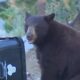 Brown bear standing beside a green trash can and a black bin in a residential area, sniffing the garbage.