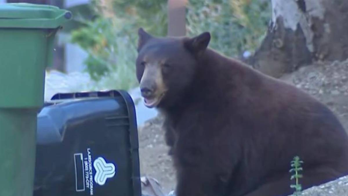 Brown bear standing beside a green trash can and a black bin in a residential area, sniffing the garbage.