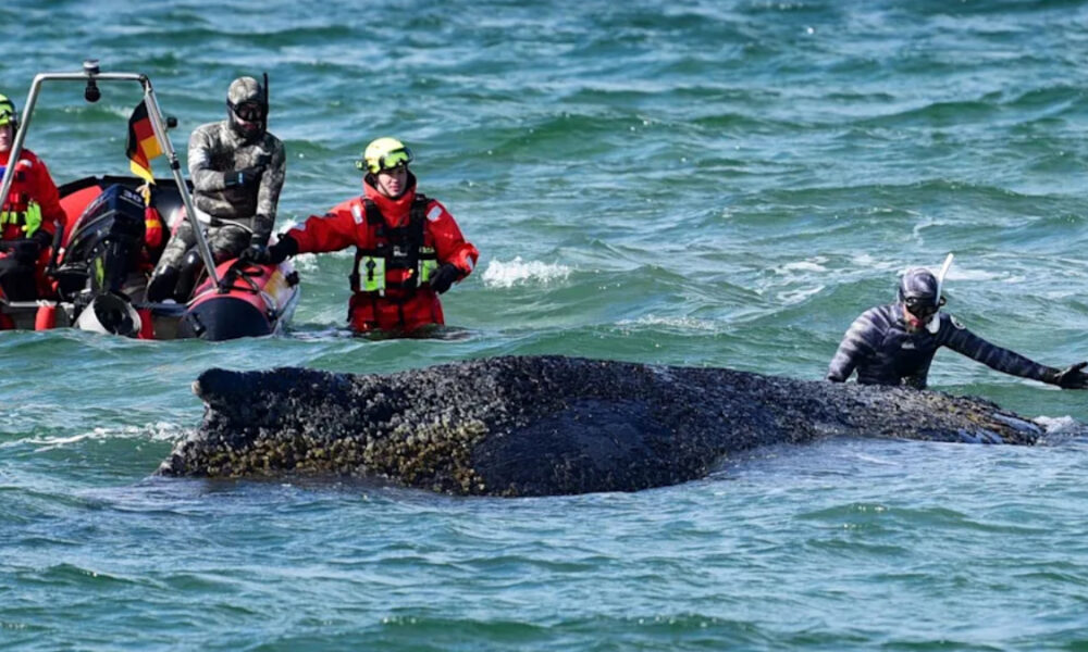 Rescue divers in red suits help stabilize a large dark whale carcass floating near the surface of the choppy sea.