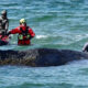 Rescue divers in red suits help stabilize a large dark whale carcass floating near the surface of the choppy sea.